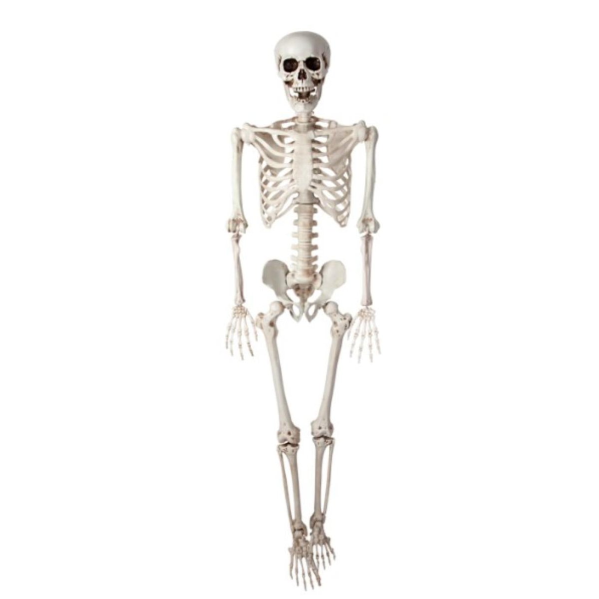 Wicked Costumes Ltd - Pose - able Skeleton (90cm) - Party Decoration - Fancy Dress Central