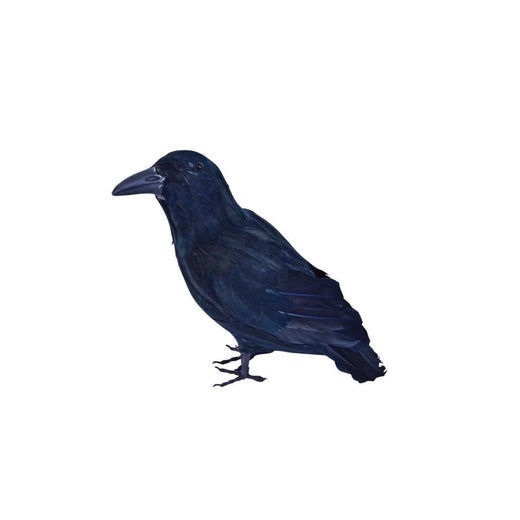 Feathered Raven